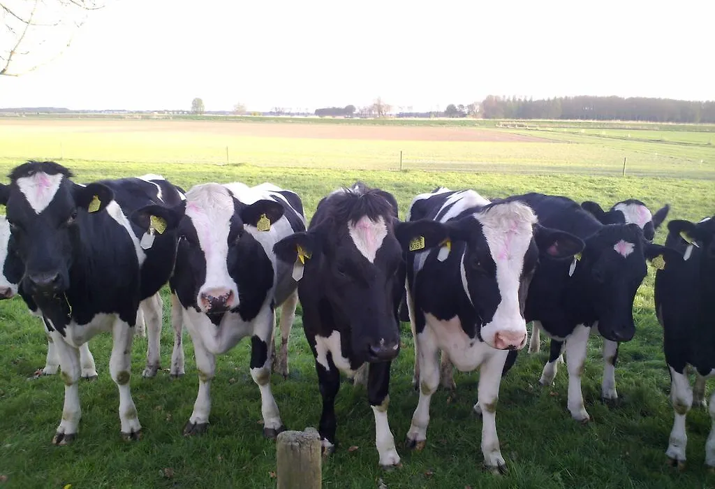 B&B Boerderij Wijtvliet-1